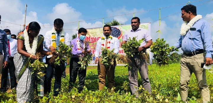 திருகோணமலையில் உழுந்து, பப்பாசி மற்றும் நிலக்கடலை அறுவடை!