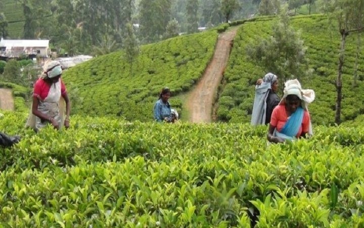 தோட்டத் தொழிலாளர்களின் சம்பள உயர்வை வலியுறுத்தி நாடளாவிய ரீதியில் பணிப்பகிஷ்கரிப்பு
