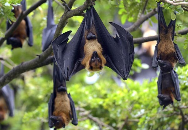 வவ்வாலில் இருந்து விலங்கு மூலமாக மனிதருக்கு கொரோனா பரவியது - உலக சுகாதார நிறுவனம்