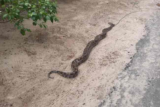 15 ஆடி நீளமான மலைப்பாம்பு பிடிப்பு