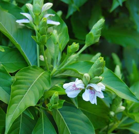 தொண்டை வலியை போக்கும் மருத்துவ முறைகள்