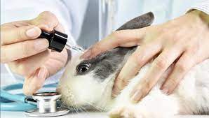 ஆராய்ச்சிக்கு விலங்குகளை பயன்படுத்த தடையா ? சுவிட்சர்லாந்தில் வாக்கெடுப்பு!