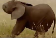 கிரிக்கெட் வீரர் ஜடேஜாவையே மிஞ்சிய குட்டி யானை!