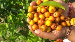 இலந்தையின் மருத்துவ பயன்கள்