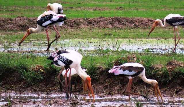 வெளிநாட்டு பறவை இனங்கள் கிழக்கு மாகாணத்தில் சஞ்சரிப்பு!
