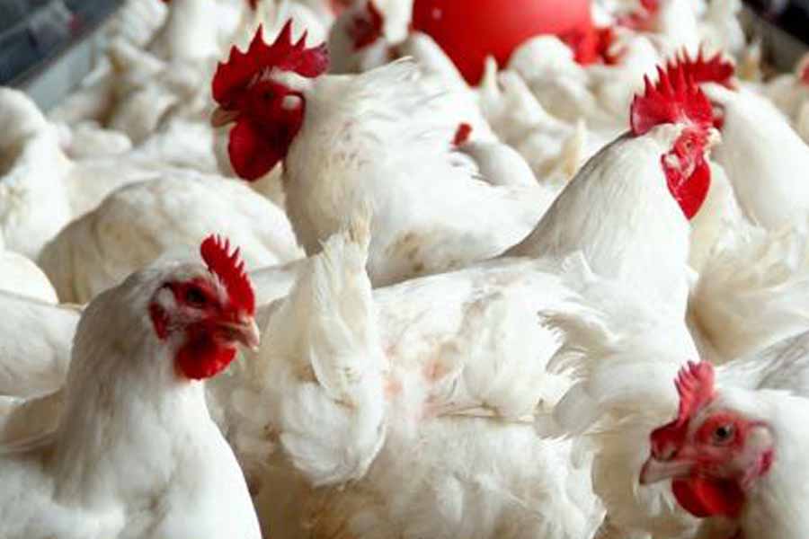 கோழி இறைச்சியின் விலை குறைப்பு!