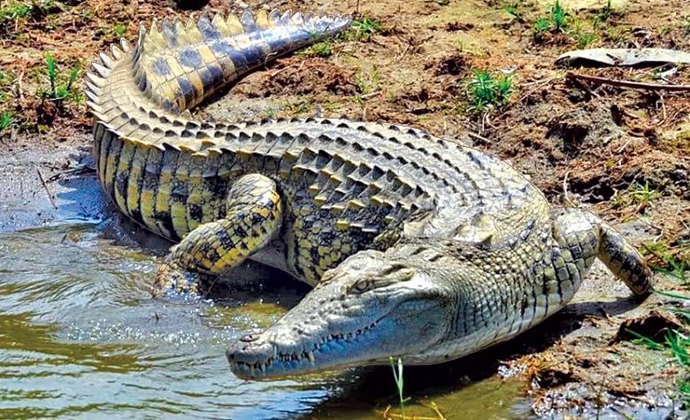 கிராமத்துக்குள் நுழைந்த இராட்சத முதலை!!